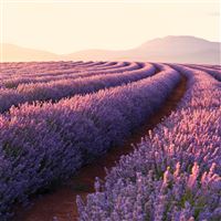 lavender fields wallpaper