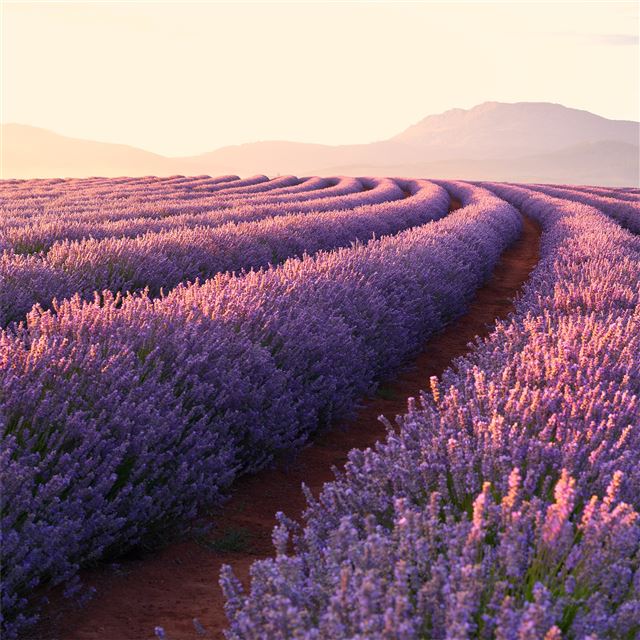 2048x2048 lavender fields - pink iPad Air Wallpaper