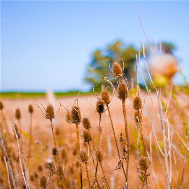 2048x2048 bokeh field crops 5k - field iPad Air Wallpaper