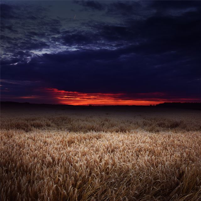 2732x2732 dark field covered by clouds sunset 5k -  iPad Pro Wallpaper