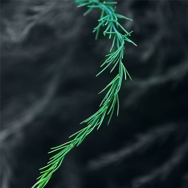 2732x2732 green bush blur 5k - deviantart iPad Pro Wallpaper