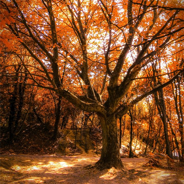 2732x2732 autumn tree 4k -  iPad Pro Wallpaper