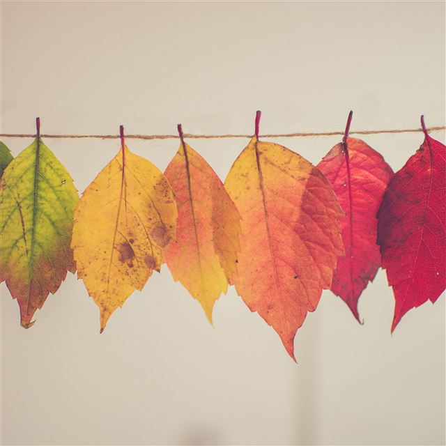 2732x2732 colorful autumn leafs 5k - leaf iPad Pro Wallpaper