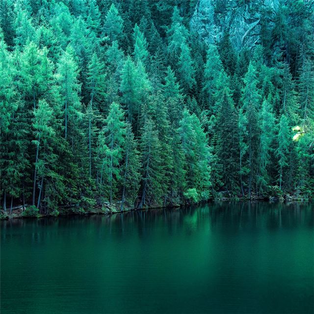 2732x2732 pine trees along lake 5k -  iPad Pro Wallpaper