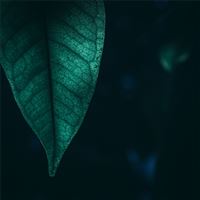 green leaf macro 4k wallpaper