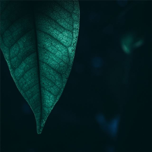 2732x2732 green leaf macro 4k - leaf iPad Pro Wallpaper