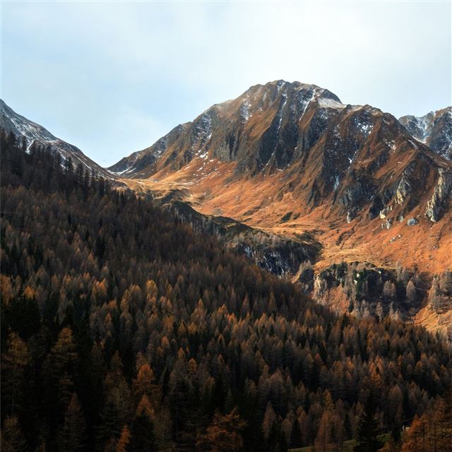 2732x2732 scenic view of the mountains pine tress forest 5k - trees iPad Pro Wallpaper