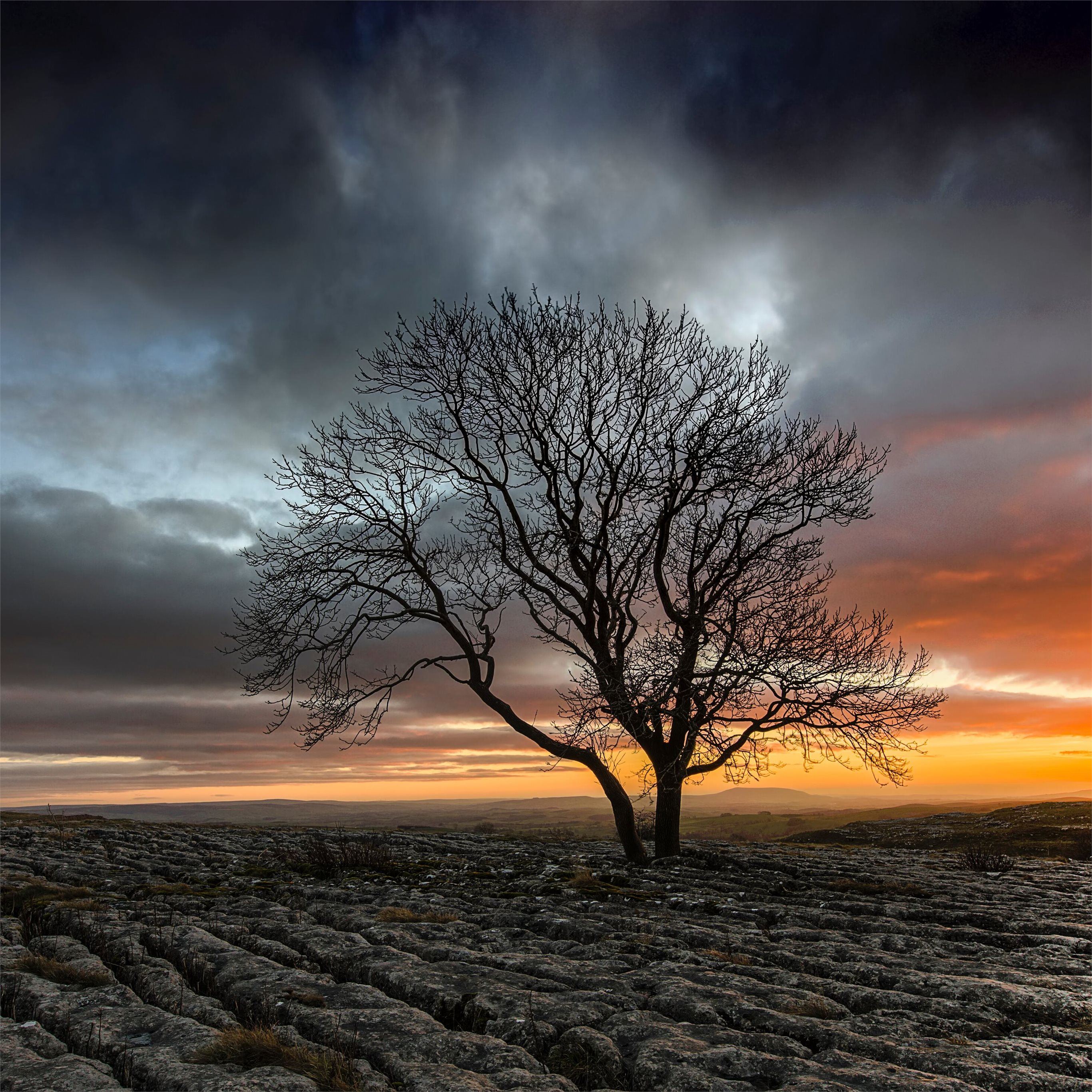 lonely tree in drought field sunset iPad Pro Wallpapers Free Download