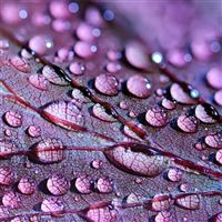 water drops on leaves wallpaper