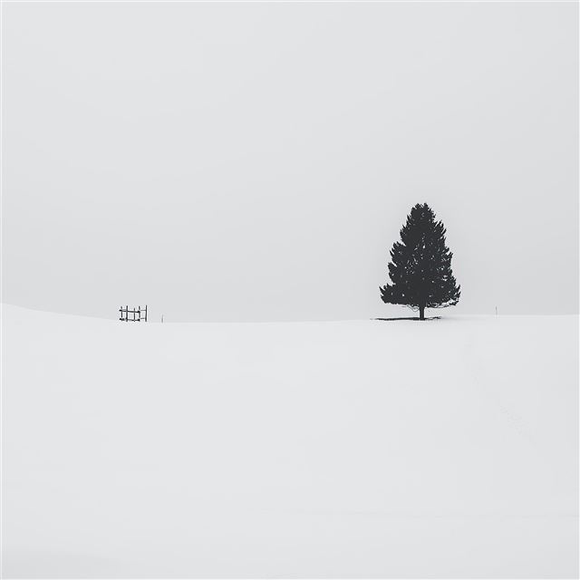 2732x2732 tree snow 4k - tree iPad Pro Wallpaper