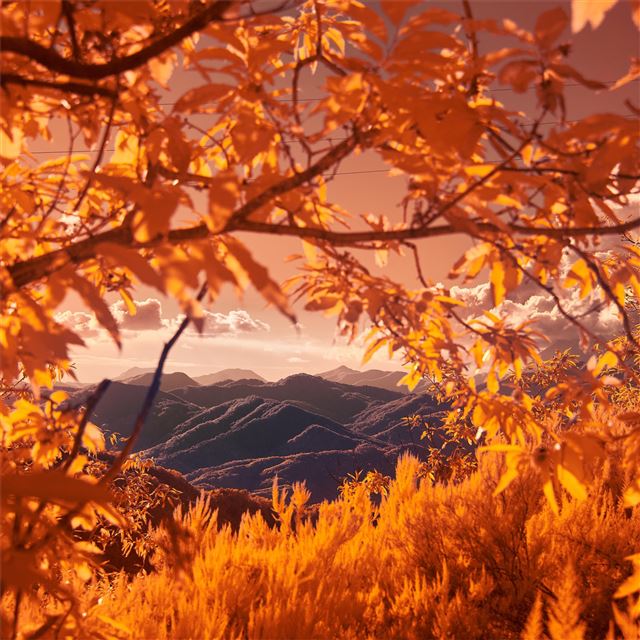 2732x2732 mountains view between autumn tree branches 5k - mountains iPad Pro Wallpaper