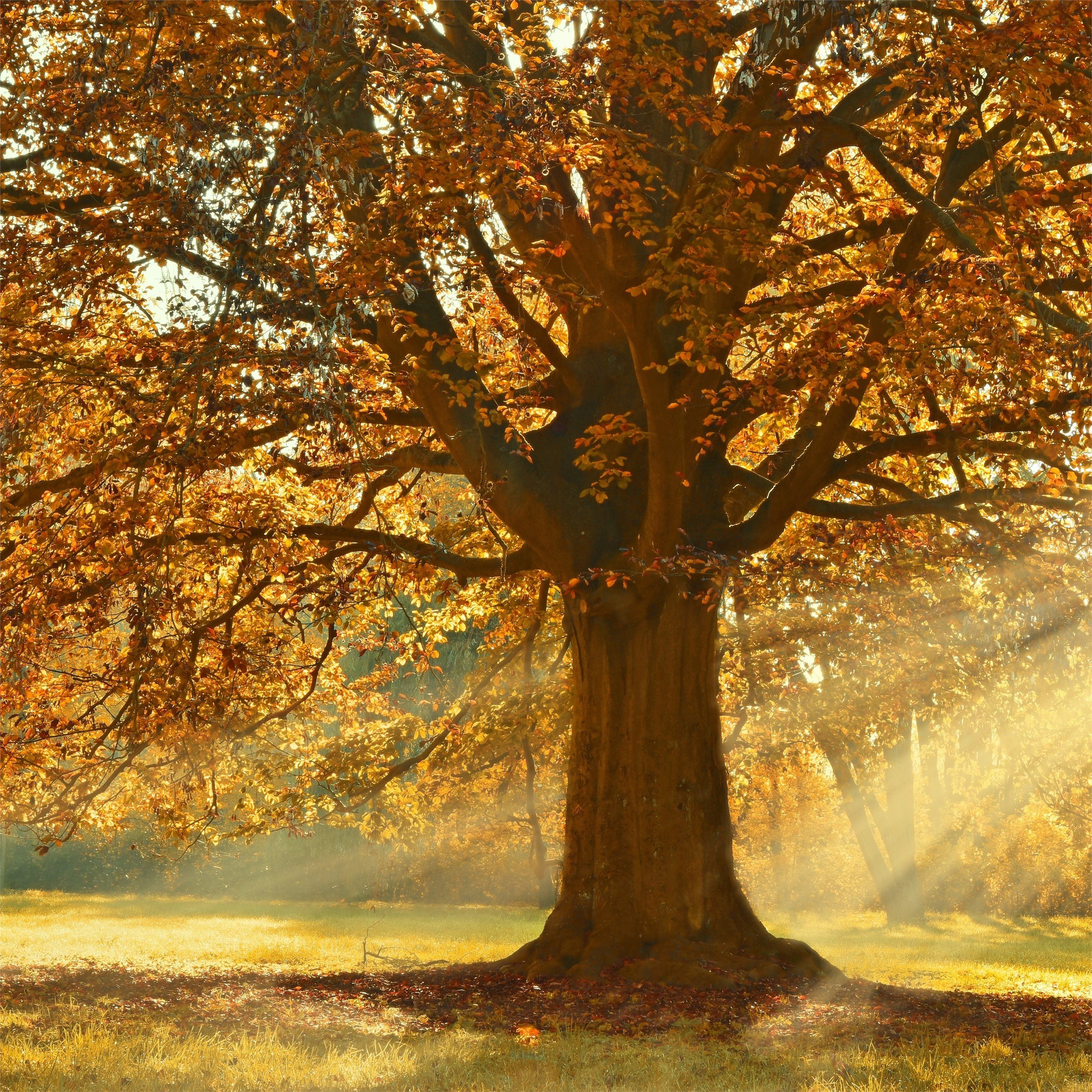 autumn rays of light trees 5k iPad Pro Wallpapers Free Download