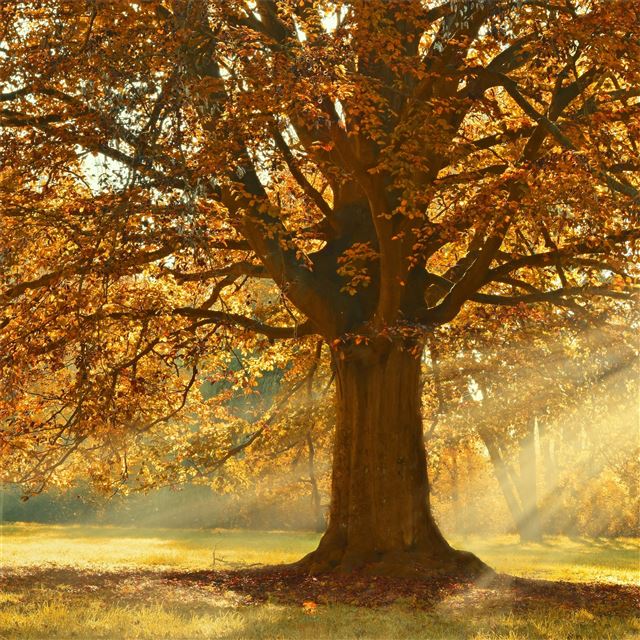 2732x2732 autumn rays of light trees 5k - autumn iPad Pro Wallpaper
