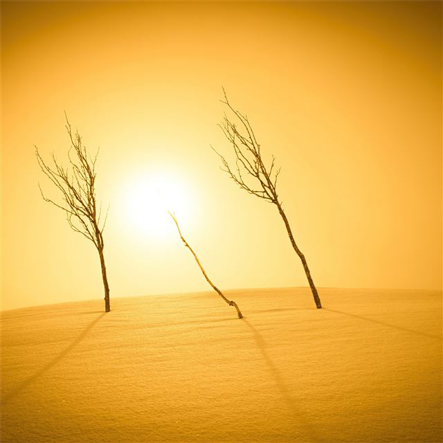 2732x2732 plants sunlight desert 4k - sunlight iPad Pro Wallpaper