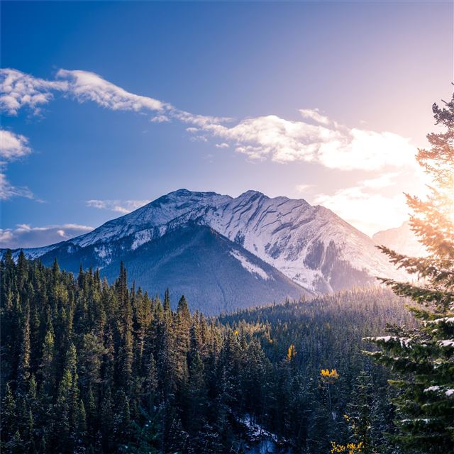 2732x2732 pine trees 5k -  iPad Pro Wallpaper