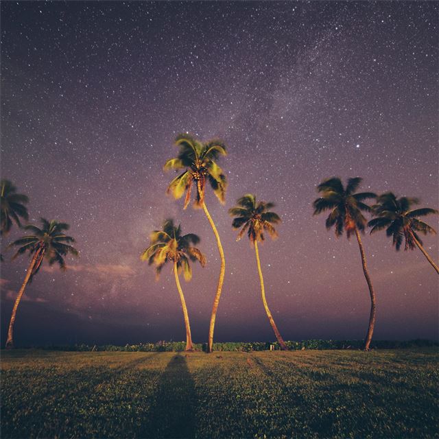 2732x2732 coconut trees under starry sky -  iPad Pro Wallpaper