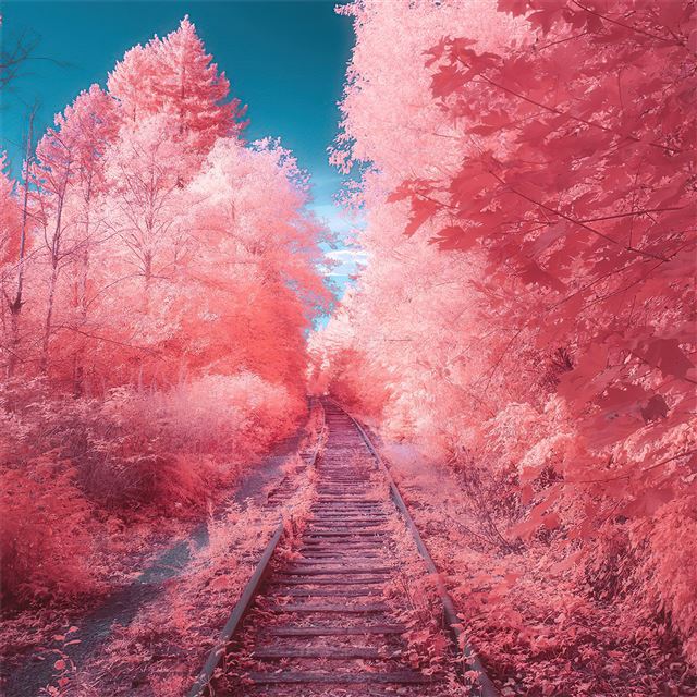 2732x2732 fairy tail autumn path -  iPad Pro Wallpaper