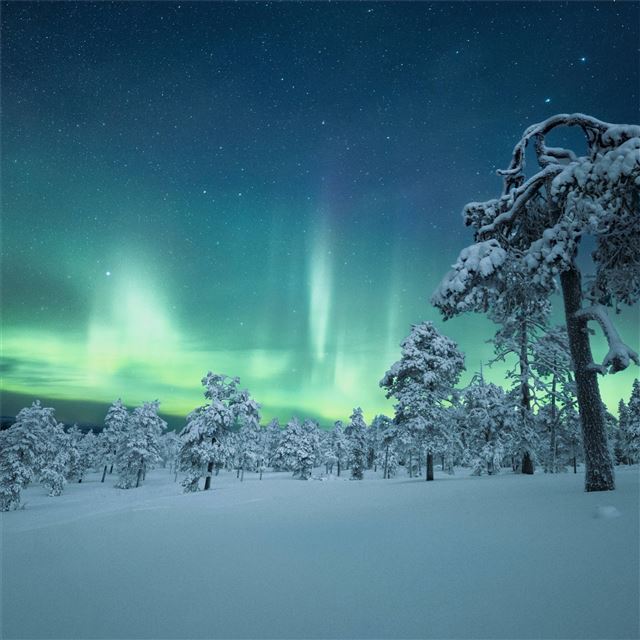 2732x2732 snow trees covered aurora 4k -  iPad Pro Wallpaper