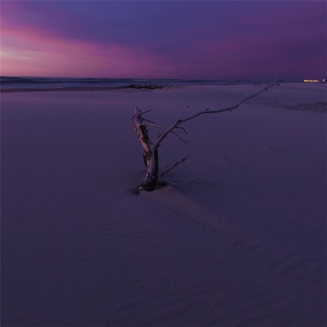 2732x2732 tree branch white sand 5k -  iPad Pro Wallpaper