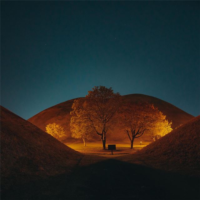2732x2732 leafless tree on brown field during night time -  iPad Pro Wallpaper