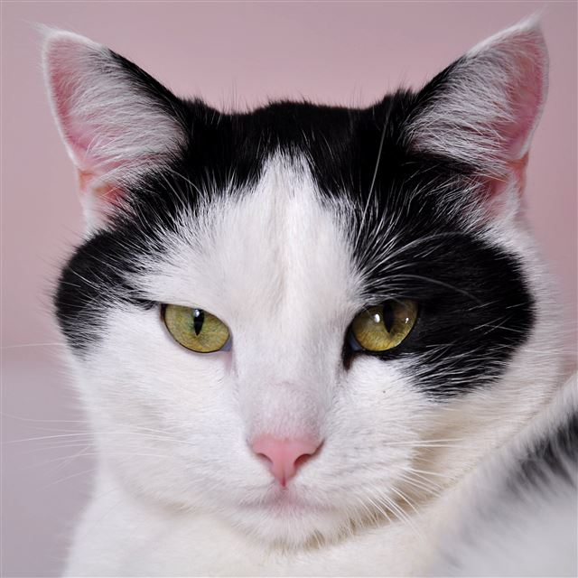 3 Wallpapers In spotted Wallpapers For iPad Pro