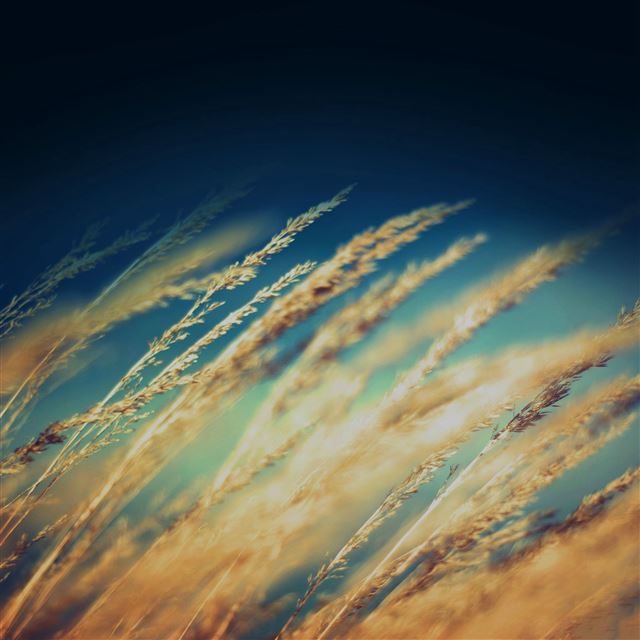 2 Wallpapers In gradation Wallpapers For iPad Pro