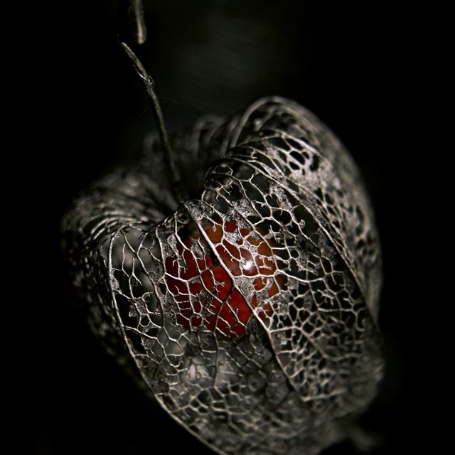 1 Wallpapers In wither Wallpapers For iPad Pro