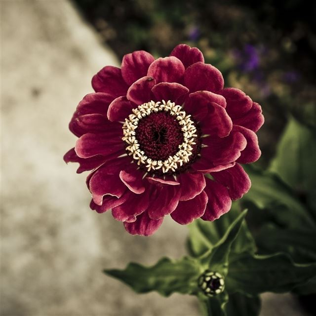 6 Wallpapers In petals Wallpapers For iPad Pro