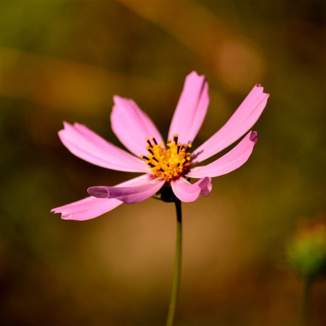 3 Wallpapers In Pollen Wallpapers For iPad Pro