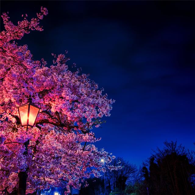 2 Wallpapers In Blossom Wallpapers For iPad Pro