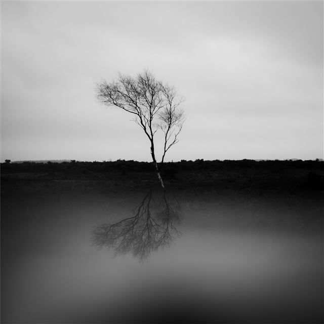 1 Wallpapers In palm Wallpapers For iPad Pro