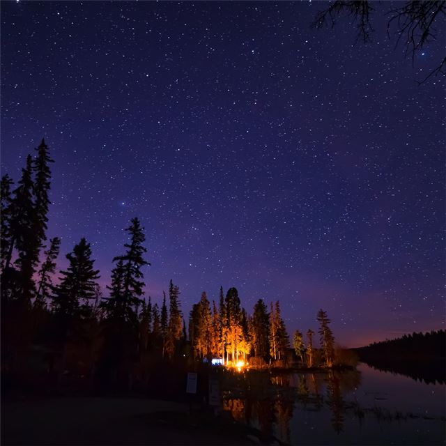 2732x2732 pine trees under starry night - night iPad Pro Wallpaper