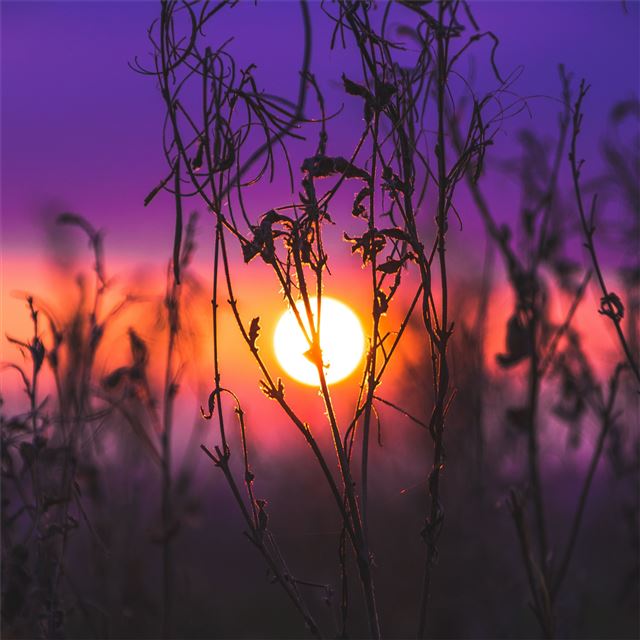 2732x2732 morning glow grass field - field iPad Pro Wallpaper