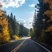forest road asphalt landscape 5k wallpaper