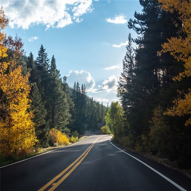 2732x2732 forest road asphalt landscape 5k -  iPad Pro Wallpaper