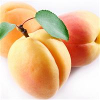 Apricot Fruit Branch wallpaper