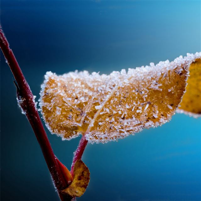 2732x2732 Leaf Macro Frost Branch -  iPad Pro Wallpaper