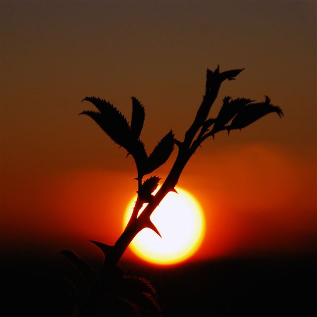 2732x2732 Plants Sunset Nature Sky -  iPad Pro Wallpaper