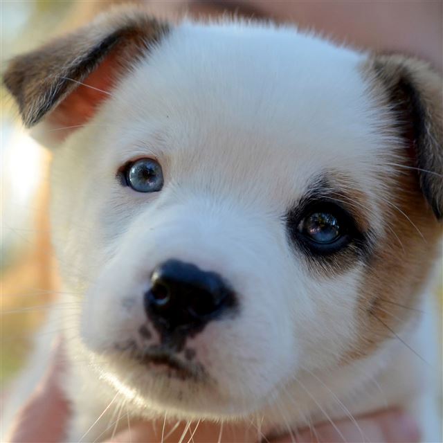 2732x2732 Puppy Cute Face Spotted -  iPad Pro Wallpaper