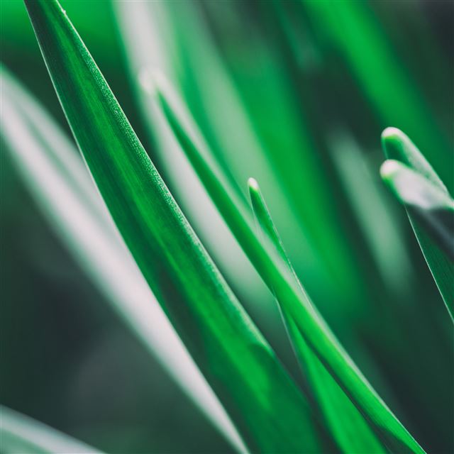 2732x2732 Leaves Macro Blurring -  iPad Pro Wallpaper