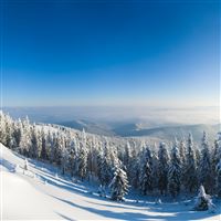 Mountains Snow Trees Slope wallpaper