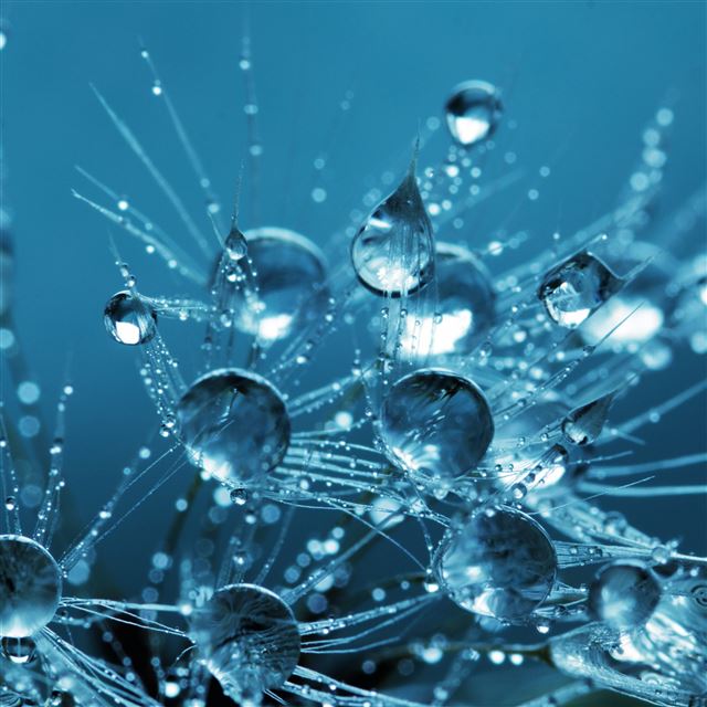 2732x2732 Drops Macro Plant -  iPad Pro Wallpaper