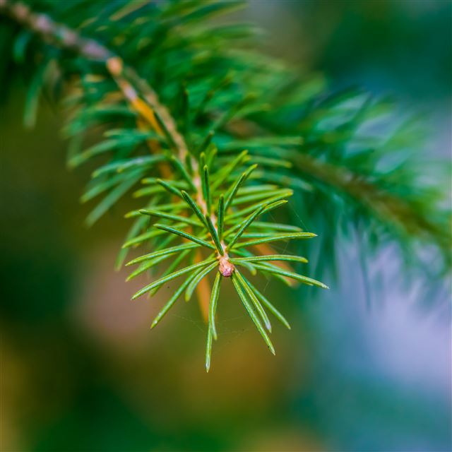 2732x2732 Fir Branch Close Up -  iPad Pro Wallpaper