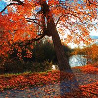Autumn Park River Shop Landscape wallpaper