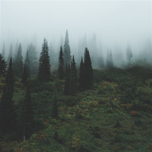 2732x2732 Trees Grass Fog -  iPad Pro Wallpaper