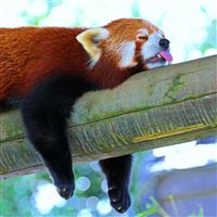 Panda Lesser Panda Red Panda Branch Rest Sleep wallpaper