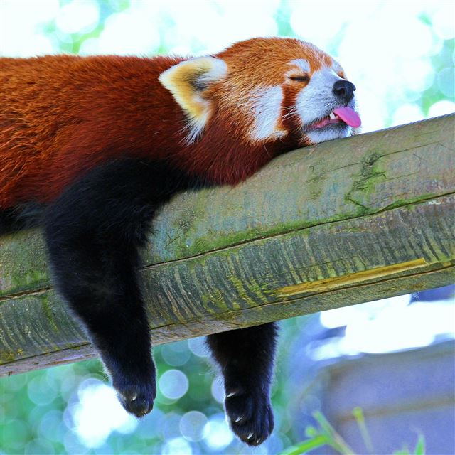 2732x2732 Panda Lesser Panda Red Panda Branch Rest Sleep -  iPad Pro Wallpaper
