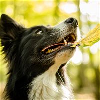 Dog Face Leaves Playful wallpaper