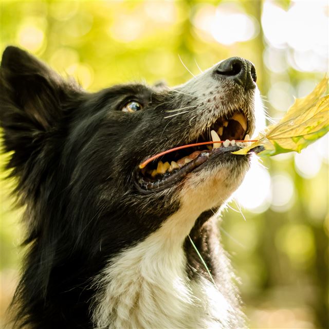 2732x2732 Dog Face Leaves Playful -  iPad Pro Wallpaper