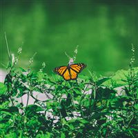 Butterfly Grass Flowers wallpaper